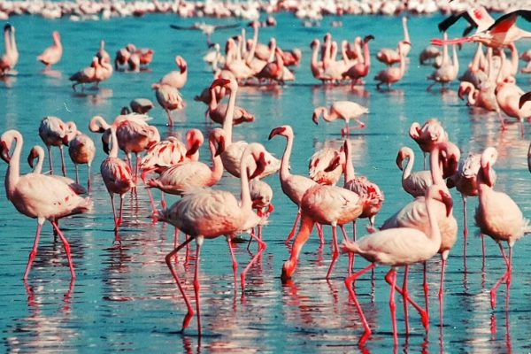 pink-flamingo-1484781_1920-600x400
