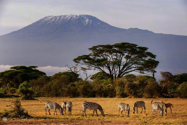 parque-nacional-amboseli-monte-kilimanjaro-zebraS