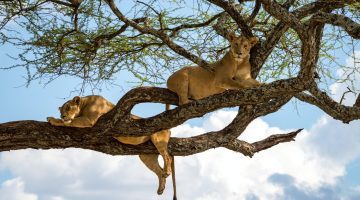 Tree-climbing-lions-of-Lake-Manyara-National-Park