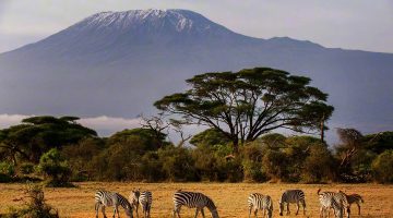parque-nacional-amboseli-monte-kilimanjaro-zebraS