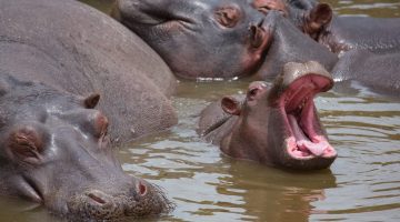 explore-masai-mara explore-masai-mara