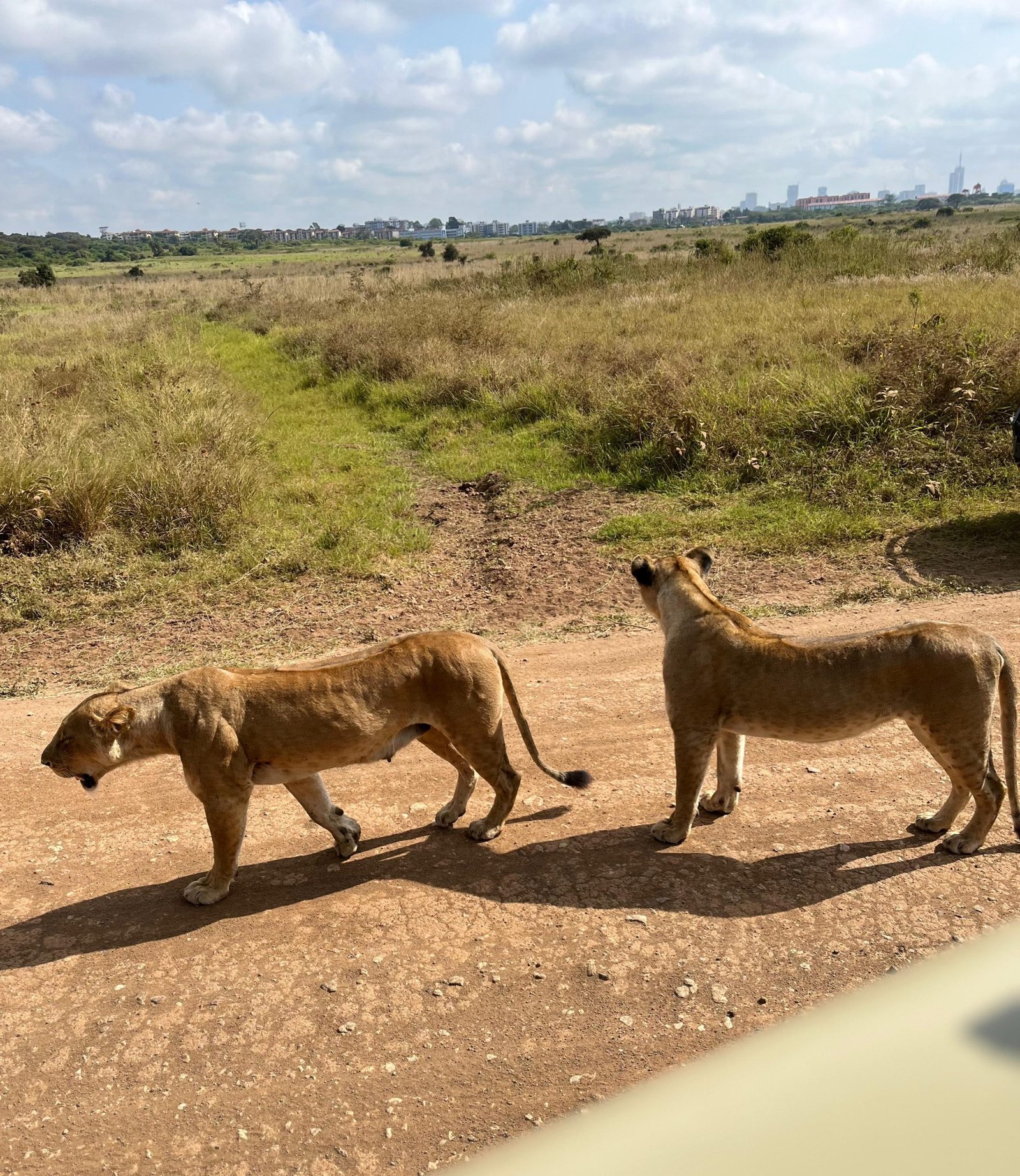 safari-in-kenya