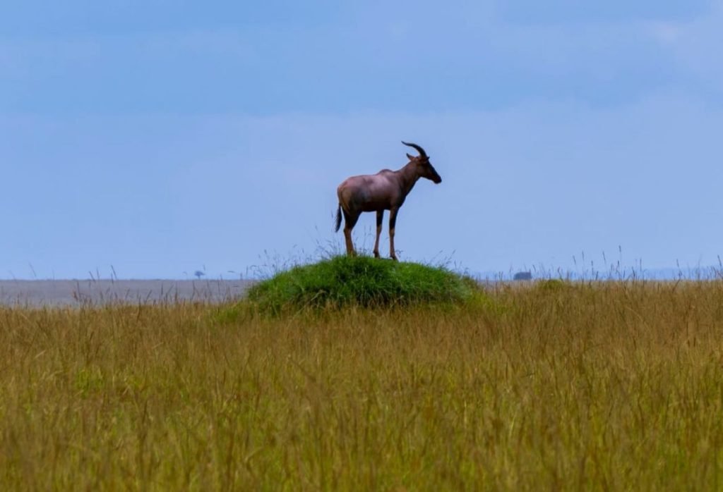 mara-wildlife