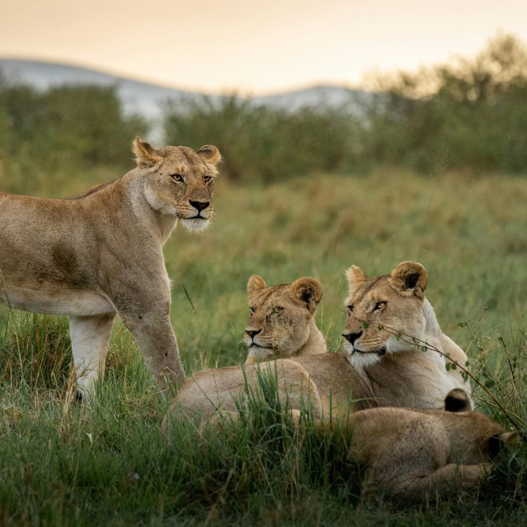 masai-mara-gamedrive