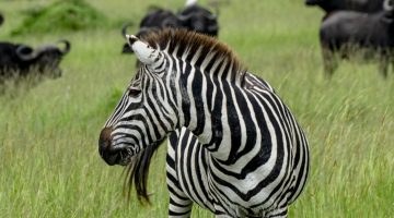 zebras-kenya-wildlife zebras-kenya-wildlife