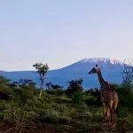 1amboseli