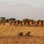 TSAVO
