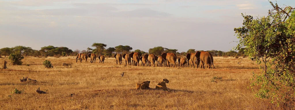 africa-4294554_1920-1024x384